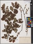 Foto von Salix aurita L. x Salix cinerea L.